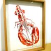 Croquis de homard réalisé par l'artiste peintre Anaïs Colin