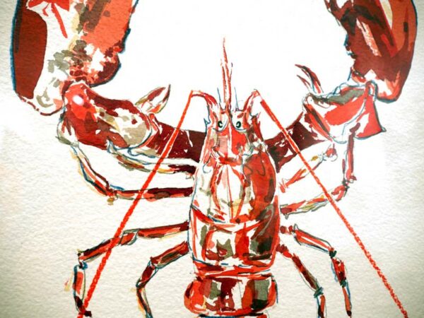 Croquis de homard réalisé par l'artiste peintre Anaïs Colin