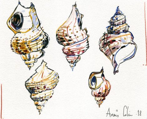 croquis-bulot1