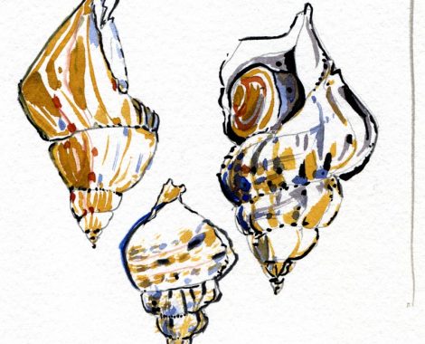 croquis-bulot2