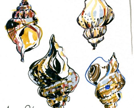 croquis-bulot3