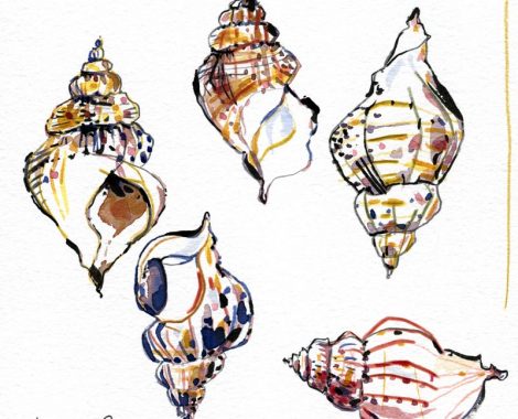 croquis-bulot4